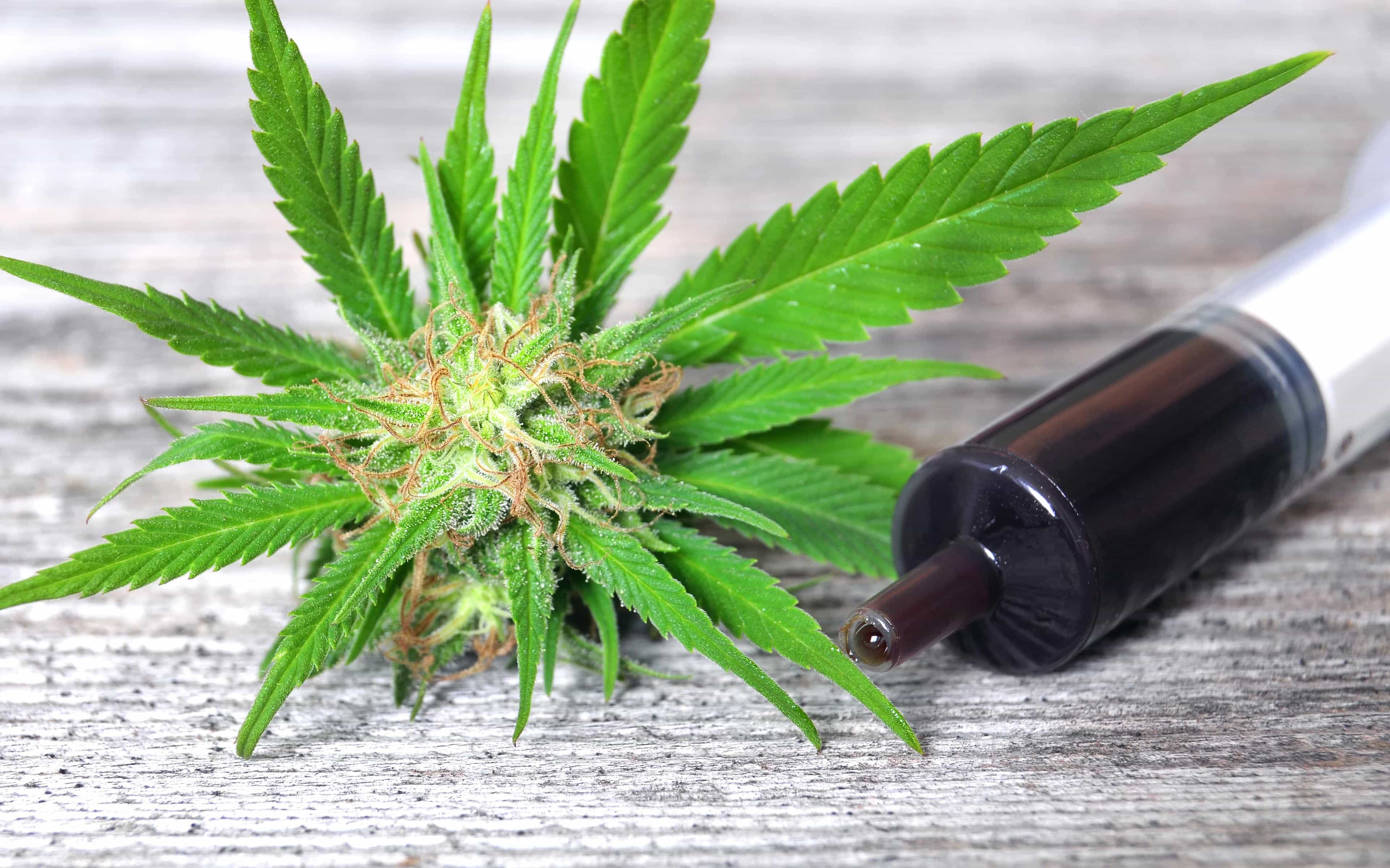 Homemade Medicinal Cannabis Oil